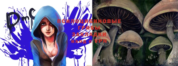 дмт Богданович